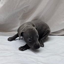 Thor - Blue male Italian Greyhound puppy in Newalla, Oklahoma from Heartland Iggys