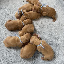 5th pick boy - Dark golden male Golden Retriever puppy in Petaluma, California from Contango Goldens