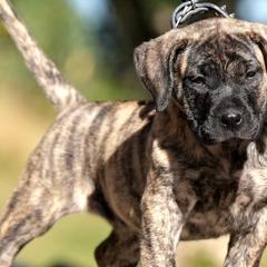 Perro de Presa Canarios from Beastmaster Kennels