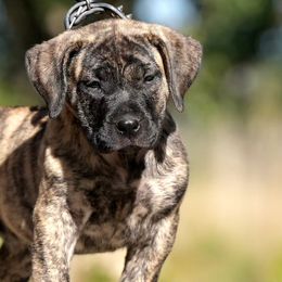 Perro de Presa Canarios from Beastmaster Kennels