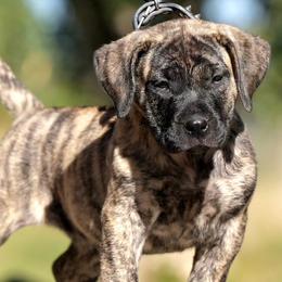 Perro de Presa Canarios from Beastmaster Kennels