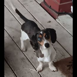 Libby - Dachshund