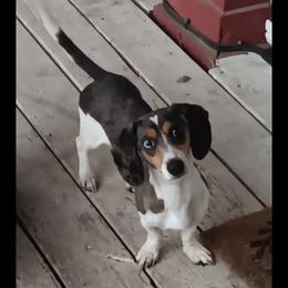 Libby - Dachshund