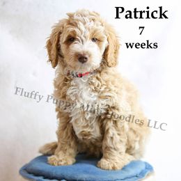 Patrick (Boy) Red Collar - Apricot Goldendoodle puppy in Corona, California from Fluffy Puppy Mini Doodles LLC