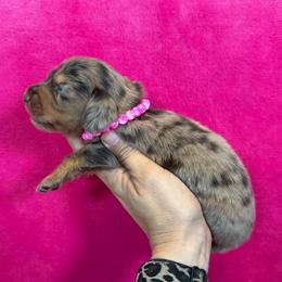 Tatum - Dapple female Dachshund puppy in Lincoln, Arkansas from Red Dirt Dachshunds