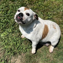 Bailey - Bulldog
