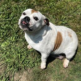 Bailey - Bulldog