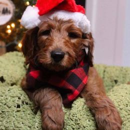 Goldendoodles from Cossey Doodles