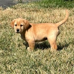 Betsy Ross - Yellow female Labrador Retriever puppy in Cheney, Washington from Loudon's Labradors