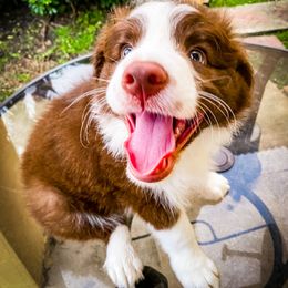 Border Collie Puppies from Titanya Walker