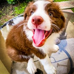 Border Collie Puppies from Titanya Walker