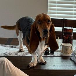 Bella - Basset Hound