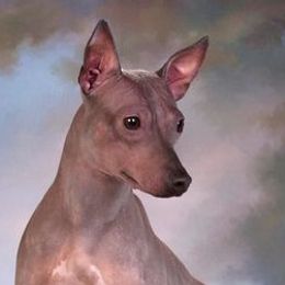 American Hairless Terriers and Chinese Cresteds from Gaffers