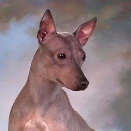American Hairless Terriers and Chinese Cresteds from Gaffers