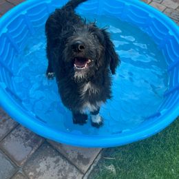Tippy- Collie-Doodle - female Assorted Doodle Crosses puppy in Henderson, Nevada from River Spirit Collies