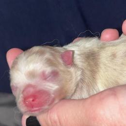 Boy 1 - Lavender male Pomeranian puppy in Fayetteville, North Carolina from Tar-heel Poms