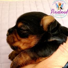 Yorkshire Terrier Puppies from Pixieland Yorkshire Terriers