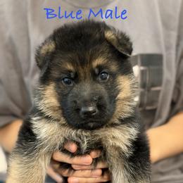 Blue - Black and red male German Shepherd puppy in Baldwin, New York from vom Hermes German Shepherds