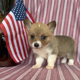 Rose - White and fawn female Pembroke Welsh Corgi puppy in Aurora, Missouri from Sweet Peach Puppies