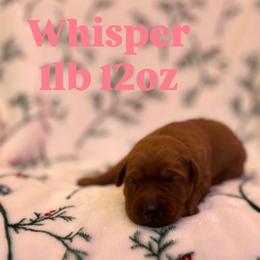 Whisper - Yellow female Labrador Retriever puppy in Puyallup, Washington from 12 Door Farm Labradors