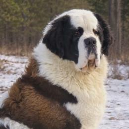 Ridge - Saint Bernard