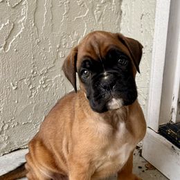 Lilly - Fawn female Boxer puppy in New Smyrna Beach, Florida from Beachside Boxers and Frenchies