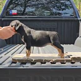 Nickel - Black tri-color female American Bully puppy in Redfield, Arkansas from ArK9 Capabulls