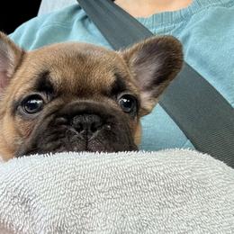 Pibbles - Liver male French Bulldog puppy in Rochester, Washington from Frenchie Bulldog Kisses