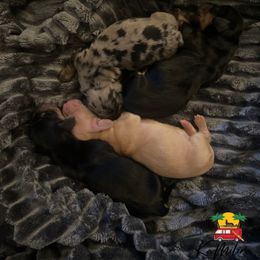Dachshund Puppies from KaMilira Shore Dachshunds