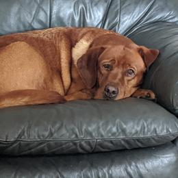 KC - Labrador Retriever
