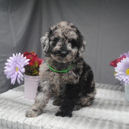 Goldendoodle Puppies from Obsidian Creek Doodles LLC