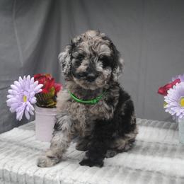 Goldendoodle Puppies from Obsidian Creek Doodles LLC