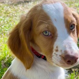 Boy 1 - Orange and white Brittany puppy in Abilene, Texas from Peacefield  Brittanys