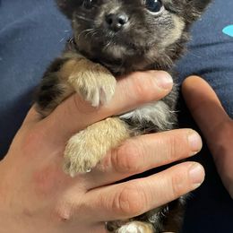 Chihuahua Puppies from Southwest Virginia Chihuahua