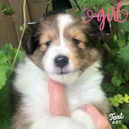 Shetland Sheepdog puppies from Jo-C's Shelties