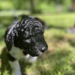 Labradoodle Puppies from Pisgah Creek Doodles