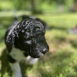 Labradoodle Puppies from Pisgah Creek Doodles