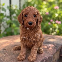 June - Red  female Goldendoodle puppy in Wharton, Texas from Little Fur Friends