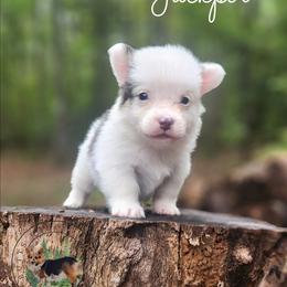 Jackpot - Gray and white male American Corgi puppy in Cameron, North Carolina from Butts Family Corgis