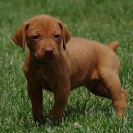Boone - Golden rust male Vizsla puppy in Farmington, Iowa from Southeast Iowa Vizslas