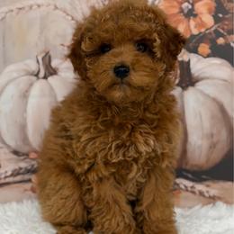 Mateo - Red  male Poodle puppy in Lagrange, Indiana from Heavn Sent Acres