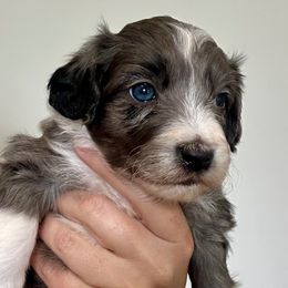Boy 2 - Blue merle male Aussiedoodle puppy in Martin County, Florida from Biggie Ranch