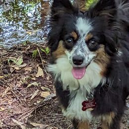 Miniature American Shepherd and Toy Australian Shepherd Puppies from Talatigi Aussies