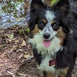 Miniature American Shepherd and Toy Australian Shepherd Puppies from Talatigi Aussies
