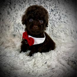 Tiny Elijah - Brown male Poodle puppy in Newcomerstown, Ohio from Sheri’s Lil Angel’s