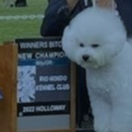 Gabby - Bichon Frise