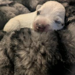 Girl 1 - Red speckled female Australian Cattle Dog puppy in Rogue River, Oregon from FullMoon Cattle Dogs