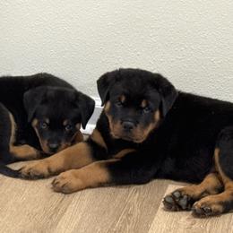 Rottweiler Puppies from Vom Haus Fantasy Rottweiler Kennel