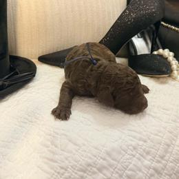 Blue Collar Boy - Brown male Poodle puppy in Oklahoma City, Oklahoma from Velvet Standards