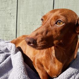 Ruby Roo - Dachshund